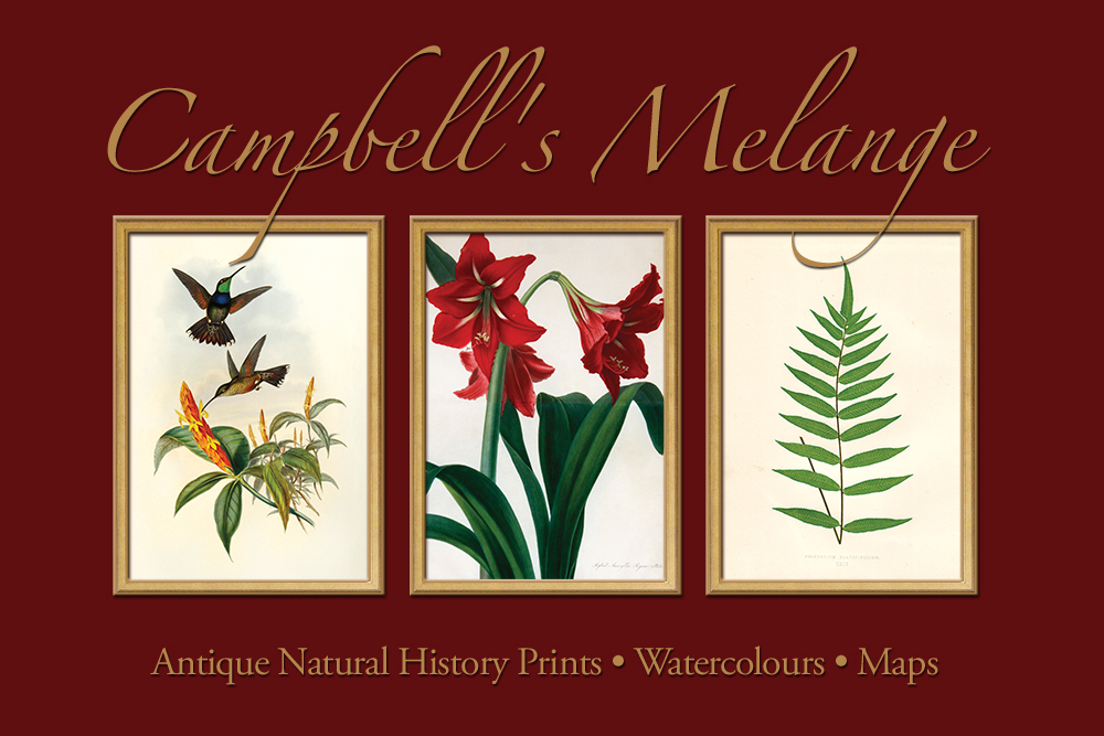 Campbell's Melange • Antique Natural History Prints • Watercolours • Maps